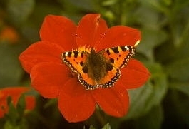 Natur